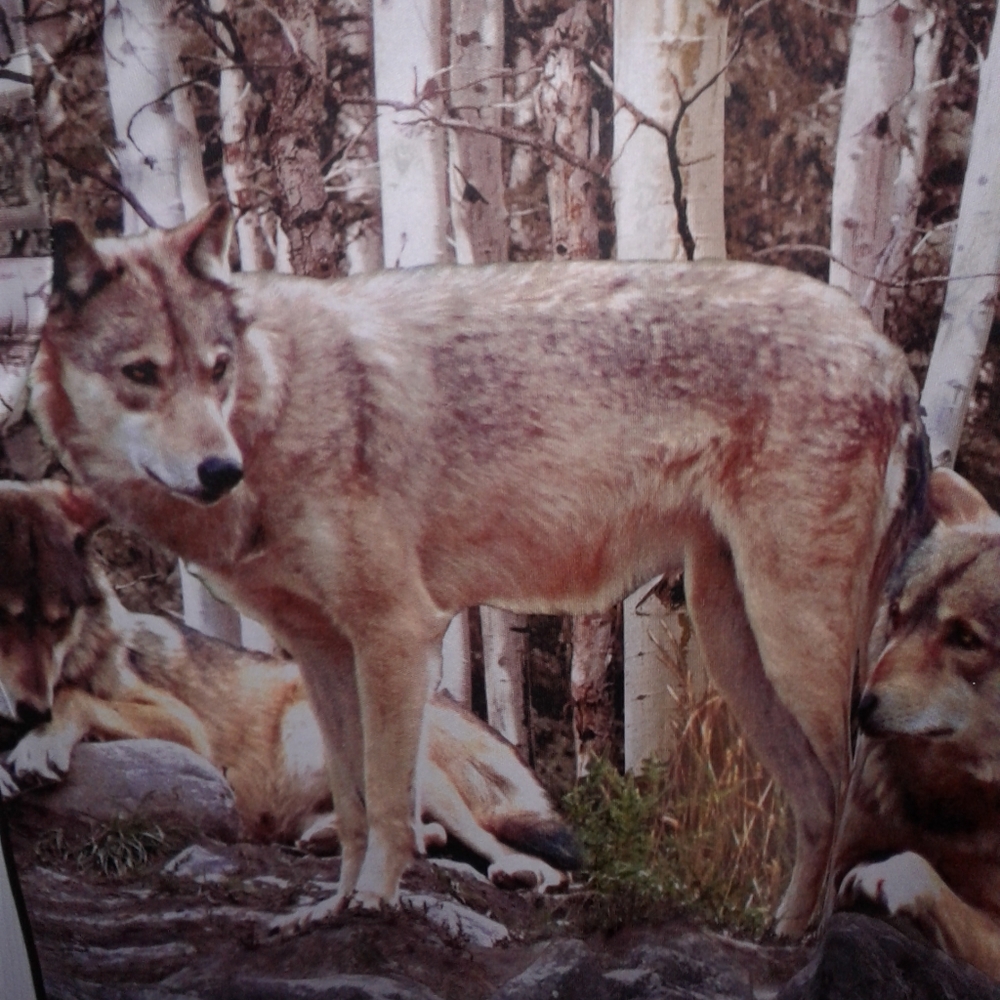 LAST CHANCE!! Camo Wolf long sleeve shirt - Picture 3 of 8